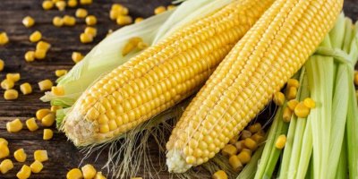 Mısır püskülü çayı ne zaman içilir?