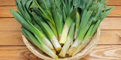 Çiriş otunun faydaları nelerdir?