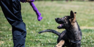 Çin'de klon köpekler göreve başladı