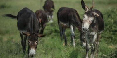 Dünyadaki eşek nüfusu tehlike altında