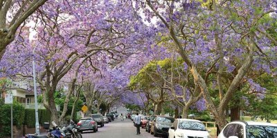 Jakaranda çiçek açtı