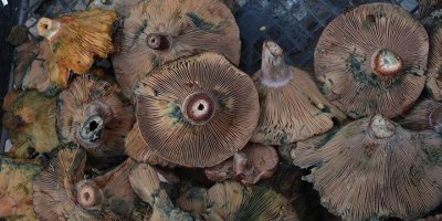 Uzmanlardan mantar uyarısı: Bazı mantarlar sadece bir kez yenir