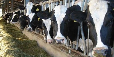 Çömlekçi çiftliğindeki büyükbaş hayvan ekipmanları açık artırmayla satılacak