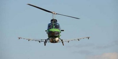 Orman Dairesi çam kese böceğine karşı havadan ilaçlama yapacak