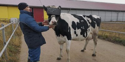 İneklere sanal gerçeklik gözlüğü takıldı... Sonuç inanılmaz