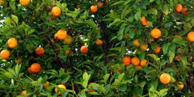 Cypfruvex, valensiya için müracaat kabulüne yarın başlıyor