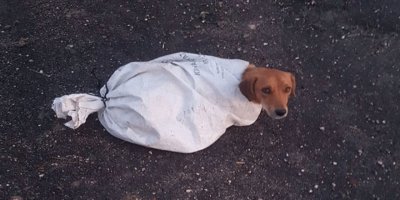 Çuval içindeki gebe köpeği minik Arif’in dikkati kurtardı