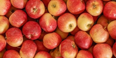 Bozulmayan elma için 10 milyon dolar harcadılar