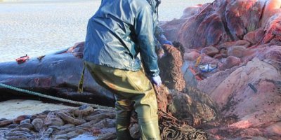 Karaya vuran balinanın midesinden 100 kilogram çöp çıktı: Halat, paket bandı, poşet ve plastik bardak