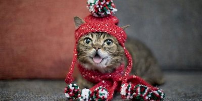 Internet fenomeni kedi lıl bub öldü