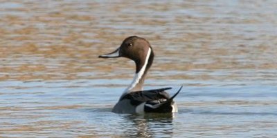 “Önemli bir kazanım ama geri adımlar görmekteyiz”