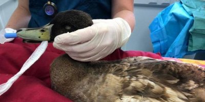 Çok fazla çiftleşince cinsel organı kesildi