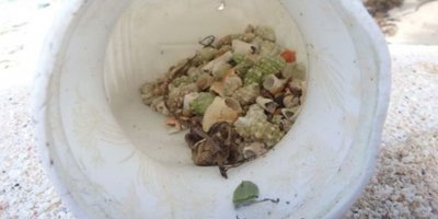 Plastik kirliliği 'Yarım milyon keşiş yengecini öldürdü'