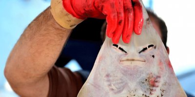 Balıkçıların yeni kabusu: İnsan yüzlü sapan balığı