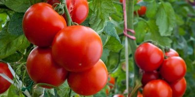 İsrail'den gelen virüs tehlikesi