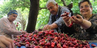 Türk vişnesine Amerikan darbesi