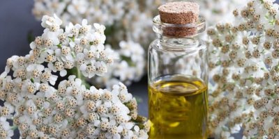 Civanperçeminin faydaları nelerdir?