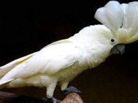 Endonezya'da su borusunda hayvan kaçakçılığı