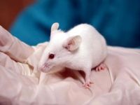 Felçli fareler kök hücre tedavisiyle yürüdü