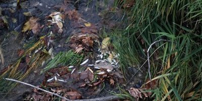 Balıkesir'de balık ölümleri yaşanan derede inceleme başlatıldı