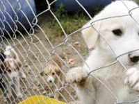 Girne Belediye Başkanı Güngördü: “Satın Alma, Sahiplen”