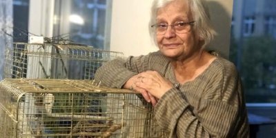 Yaralı kargayı evinde besleyen kadına bin 294 lira ceza