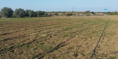 Mevlevi Köyü’nde ülkenin ilk lavanta tarlası ekildi…