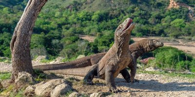 Turistler, ejderleriyle ünlü Komodo Adası'na giriş için 1000 dolar verecek