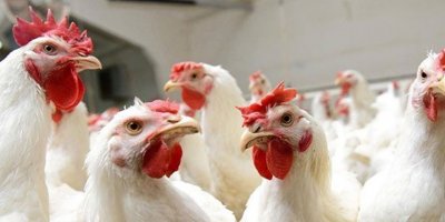 Gezen tavuk mu kafes tavuğu mu?