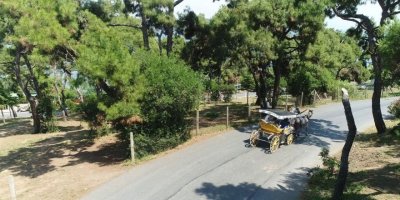 Adalar'da ruam hastalığına yakalanan 81 at itlaf edildi, ilçeye hayvan giriş-çıkışı durduruldu