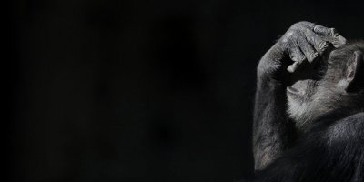 Araştırma: Şempanzeler de dans etmeyi seviyor