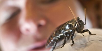 Rus veteriner hekimler hamam böceğini ameliyat etti