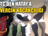 KKTC’den Hatay’a çorapların içinde güvercin