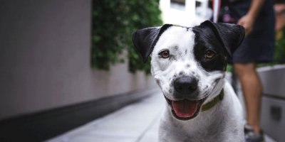 Evcil hayvanlardan bulaşan hastalıklar