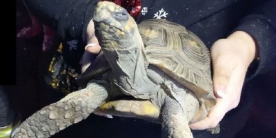 Noel günü evde tek kalan 'öfkeli' kaplumbağa yangın çıkardı