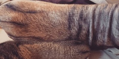 Kedi patisi çorapları yok satıyor