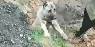 Zehirlenerek gömülen köpeğin sahibi serbest