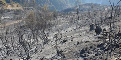 60 milyon ağaç kül oldu