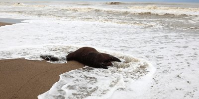 Antalya'da sahilde ölü bir at ve jet-ski bulundu