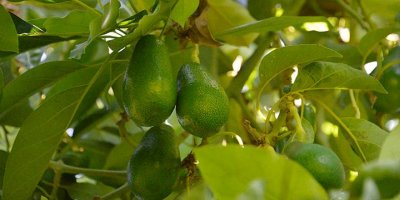 Avokado fidanı için bir yıl önceden sıraya giriyorlar