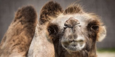 Avustralya'da 10 bin deve helikopterlerden vurularak öldürülecek