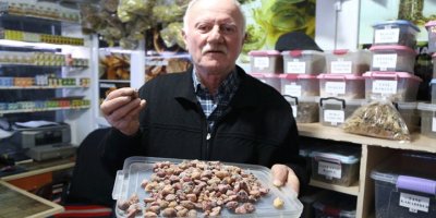 Kilosu 600 lira! Hastalığa deva olan çam sakızını toplamak cesaret istiyor