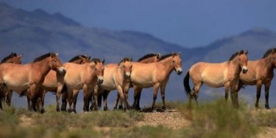 Avustralya'daki katliama atlar da dahil edildi Kaynak: Avustralya'daki katliama atlar da dahil edildi