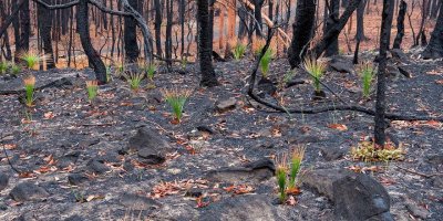 Yangın sonrasında dikkat çeken görüntü