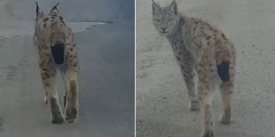 Karayoluna inen vaşak kamerada