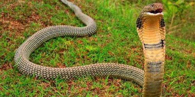 Malezya-Tayland sınırında 154 kobra yılanı ele geçirildi