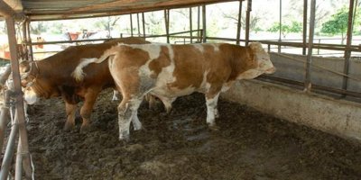 Boğaların çiftleşmesi için kullanılan ilacı yuttu, hastanelik oldu