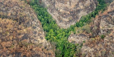 Avustralya’daki felaketin içinde gizli mucize