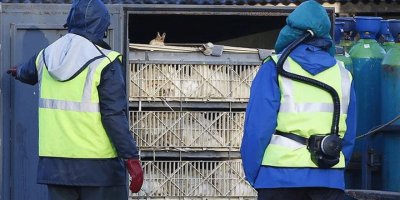 Polonya'da kuş gribi nedeniyle 100 binden fazla kümes hayvanı itlaf edildi