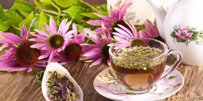 Ekinezyanın yararları nelerdir?